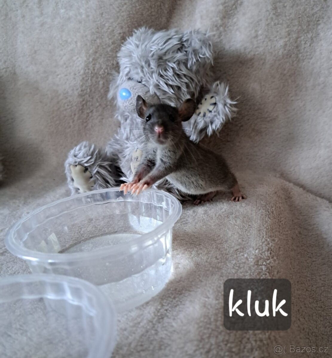 mláďata potkana Dumbo - 4