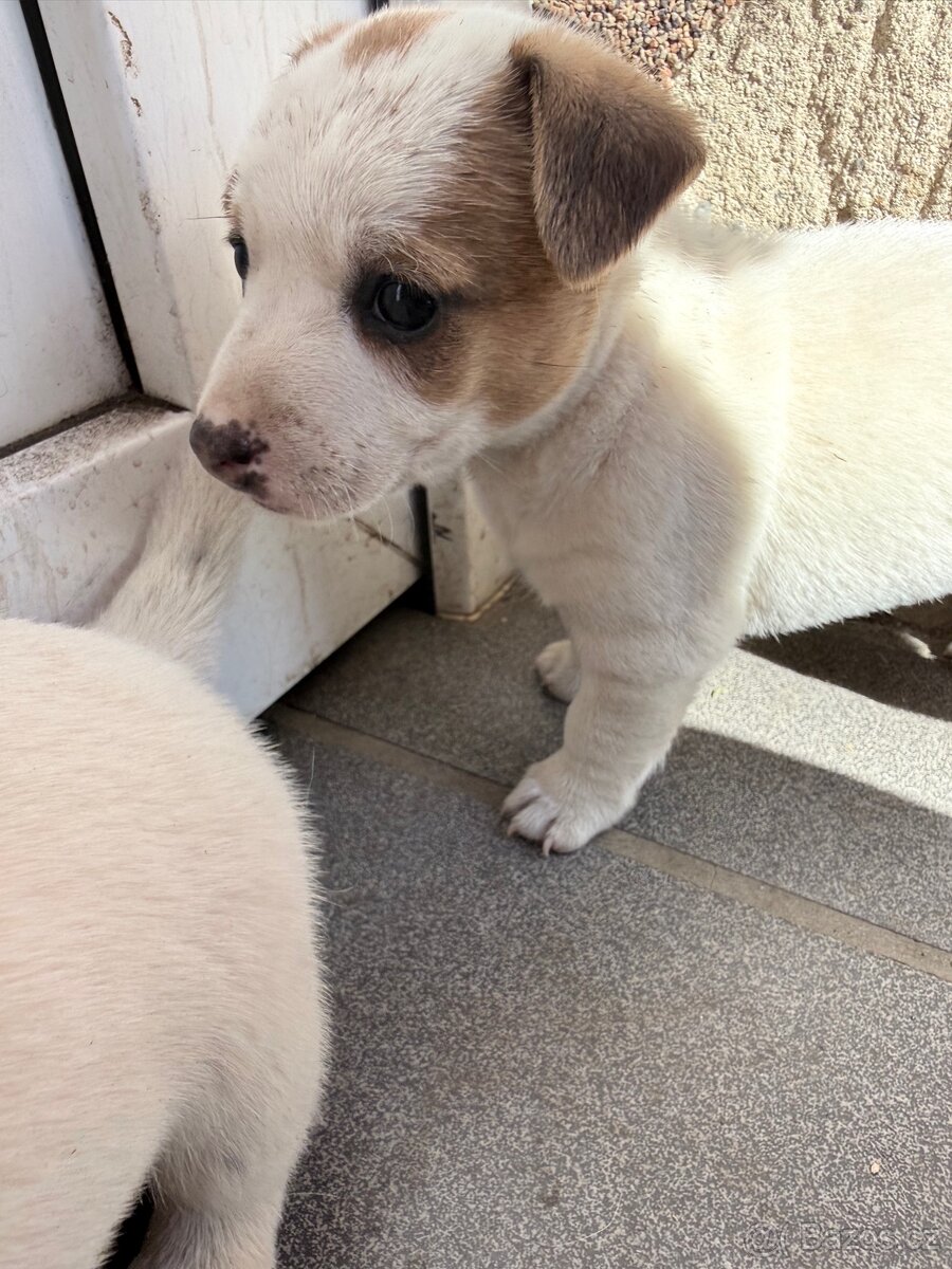 Jack russell teriér - 4