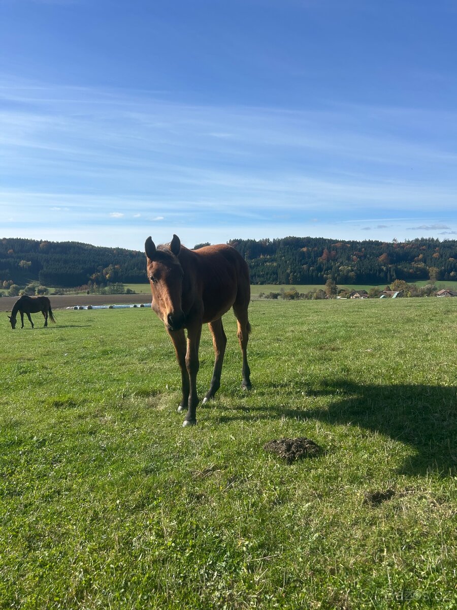 Kobyla s hříbětem - 4