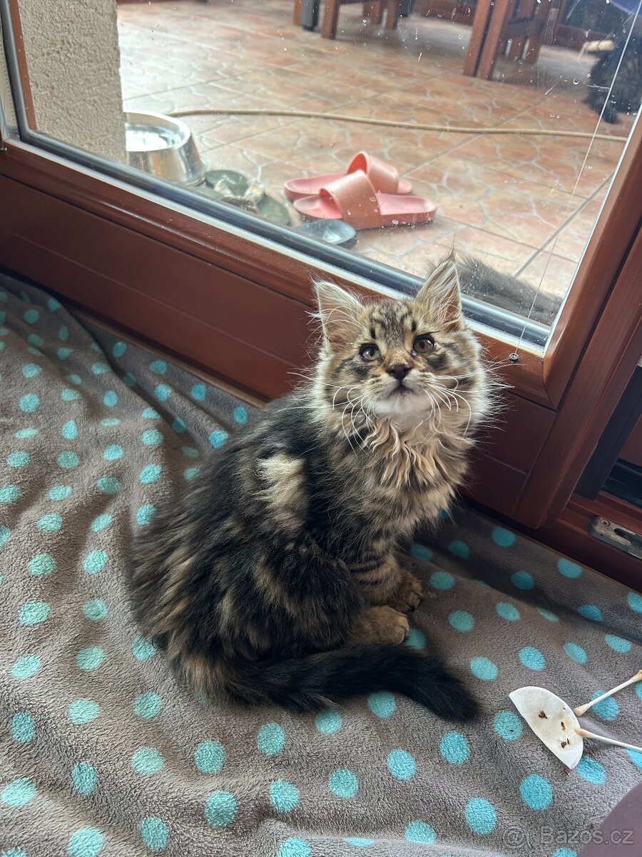 Koťata s geny Mainské mývalí - 4