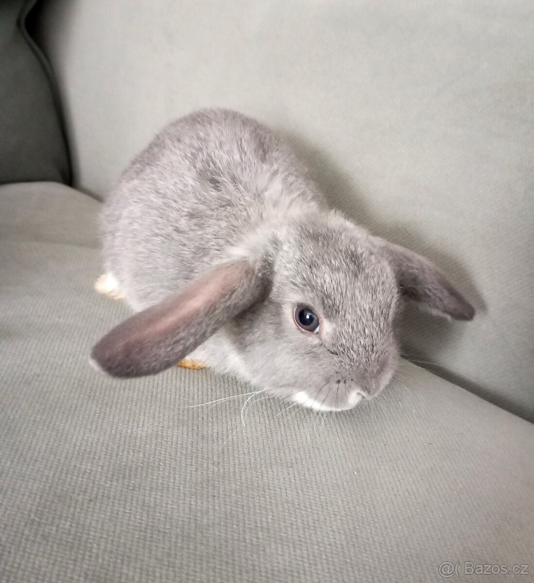 Zakrslý beránek králíček - 4