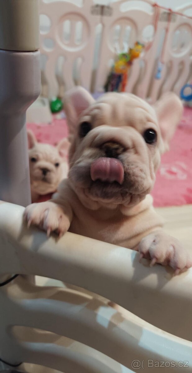 Francouzský buldoček s PP - 4