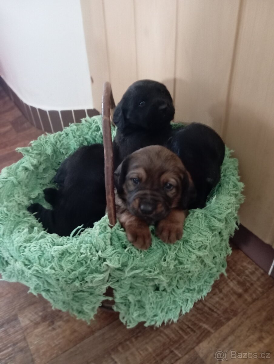 Nabízím štěňátka do dobrých rukou. - 4