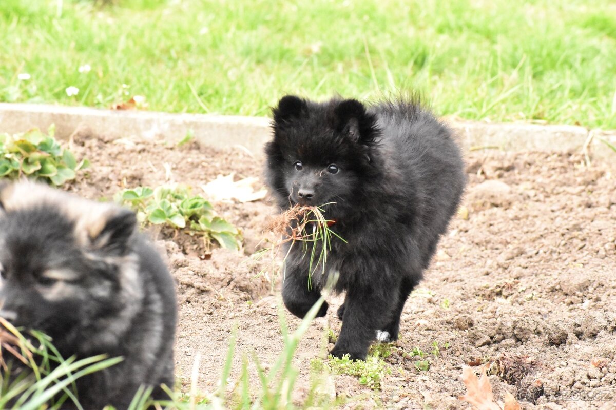 Německý špic střední s PP/FCI - 4