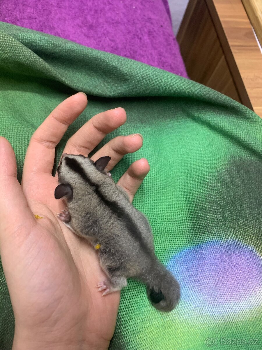 Vakoveverka létavá - 4