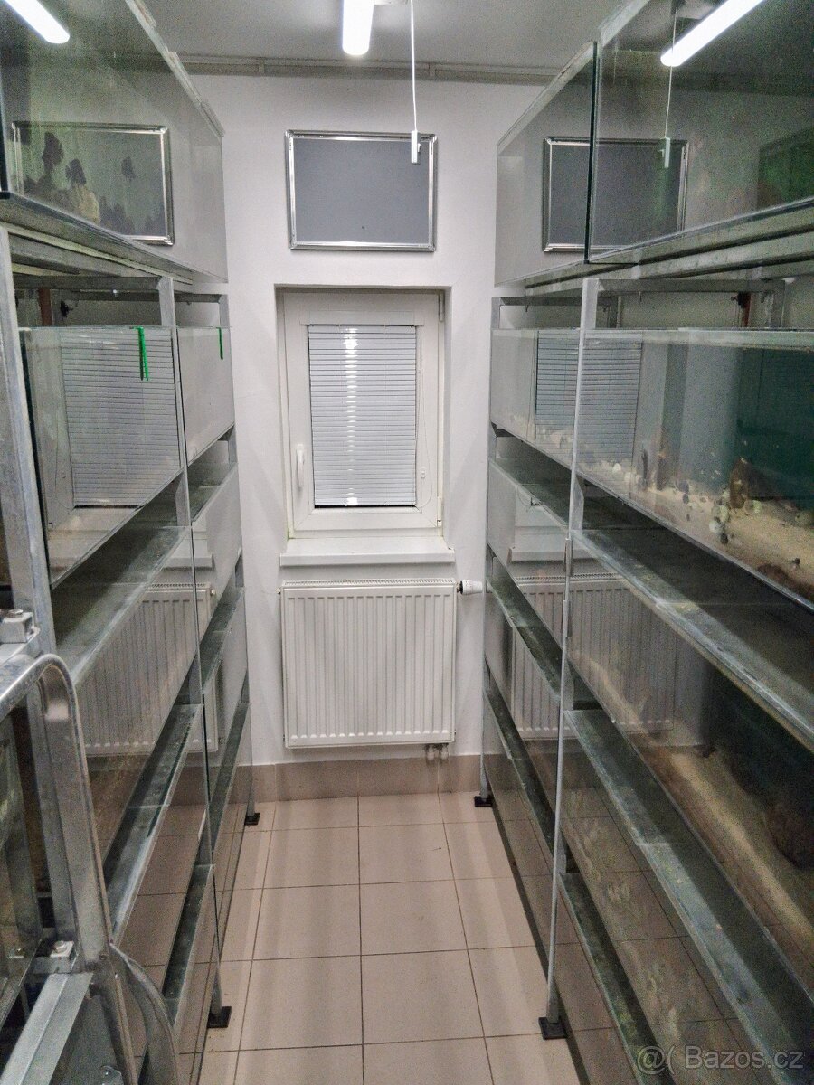 endlerky - živorodka wingeova - 4