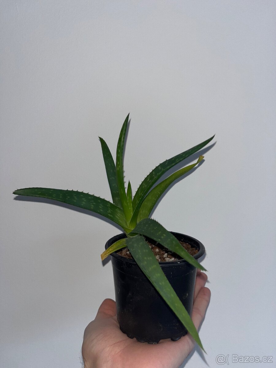 Aloe okrasné - 4