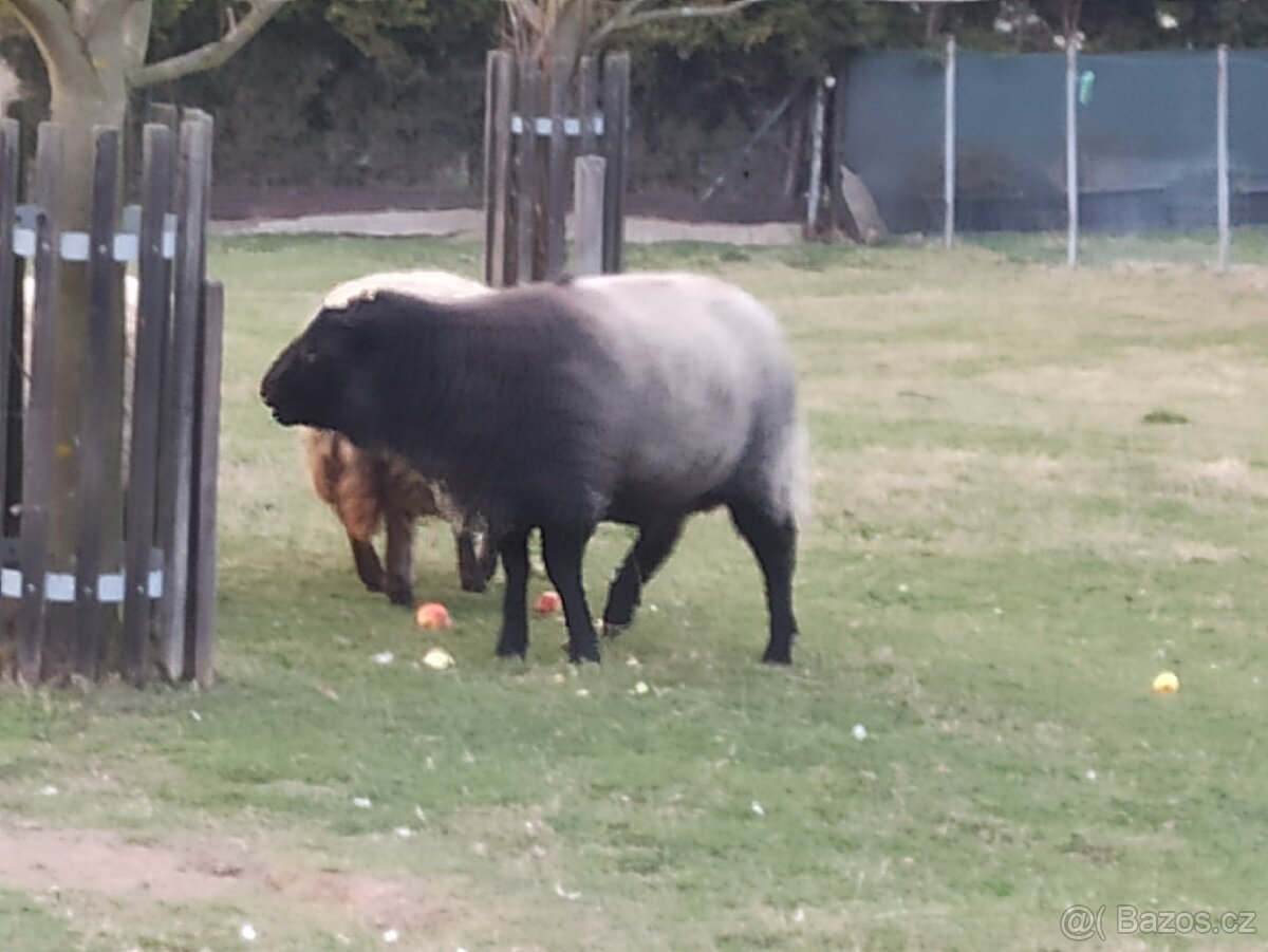 Prodám berana - 4