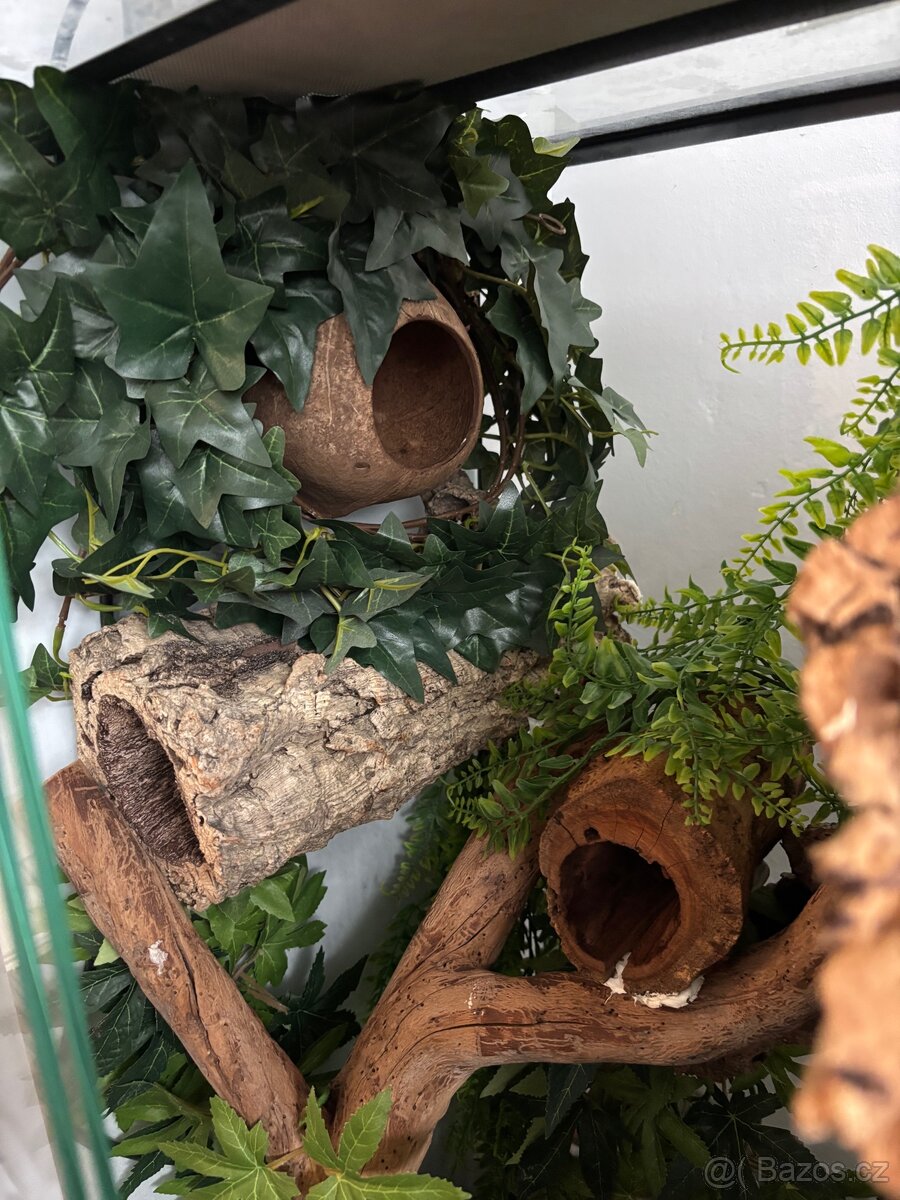 Terárium + pagekon - 4