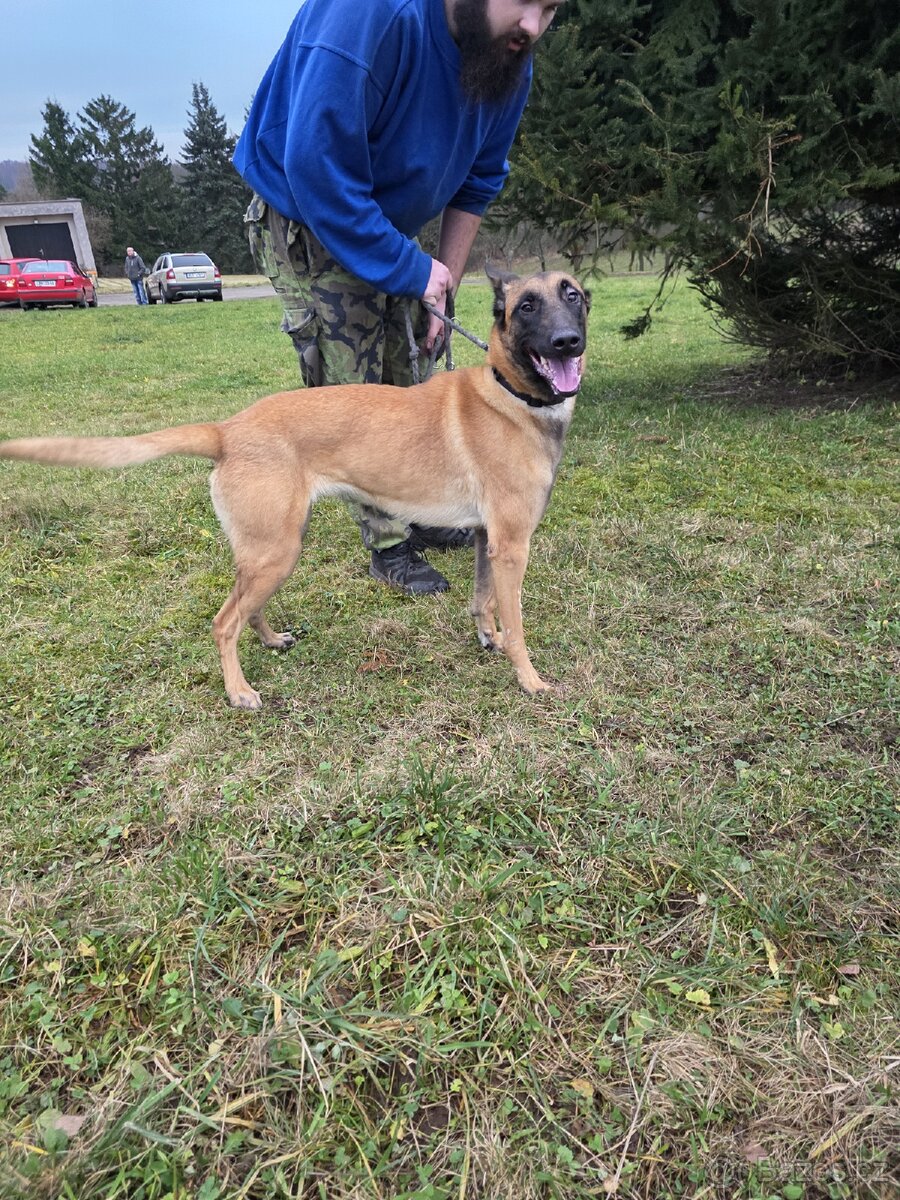 Belgický ovčák malinois - 4