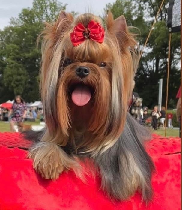 Jorkšírský terier - 4