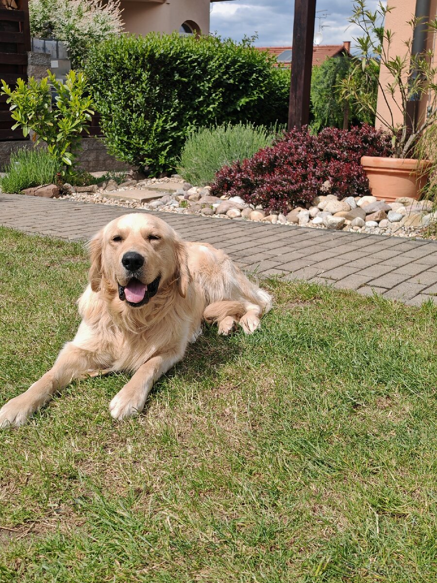 Zlatý retrívr (retriever) ke krytí - 4