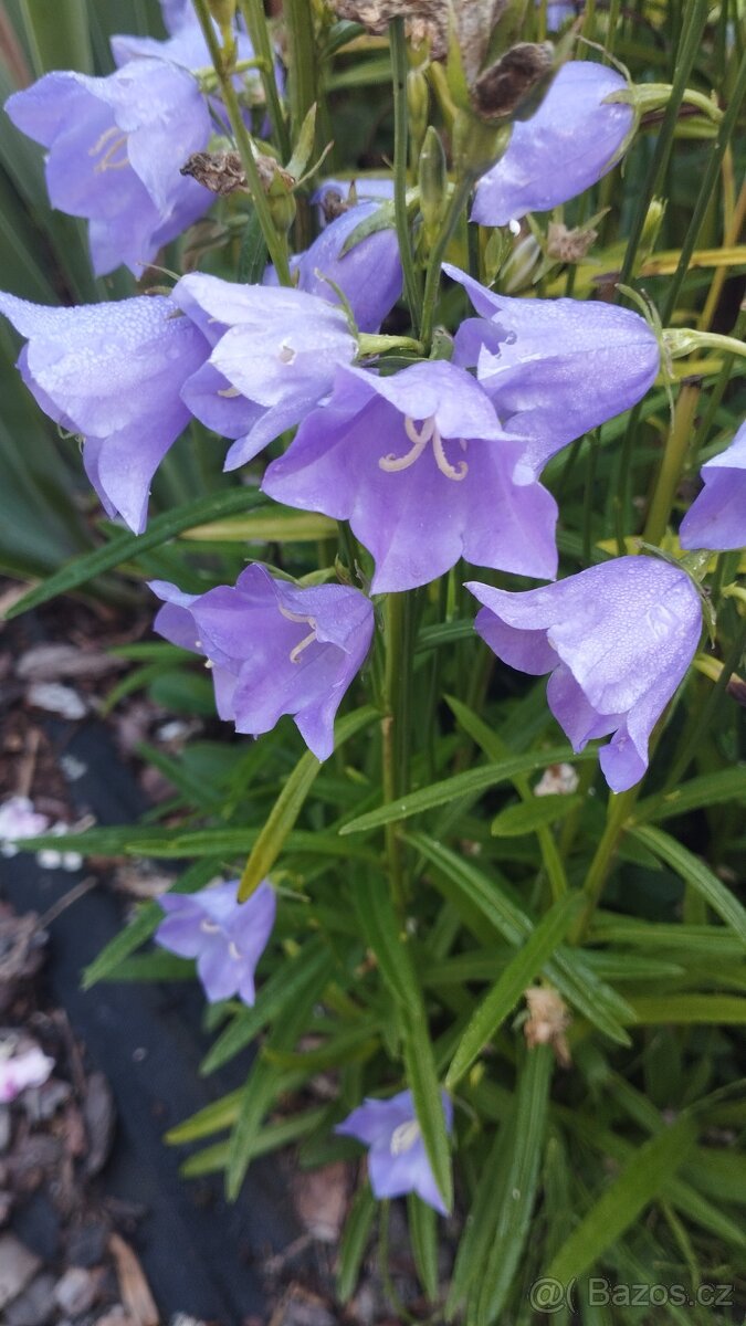 Trvalky, bylinky odběr na jaře - 4