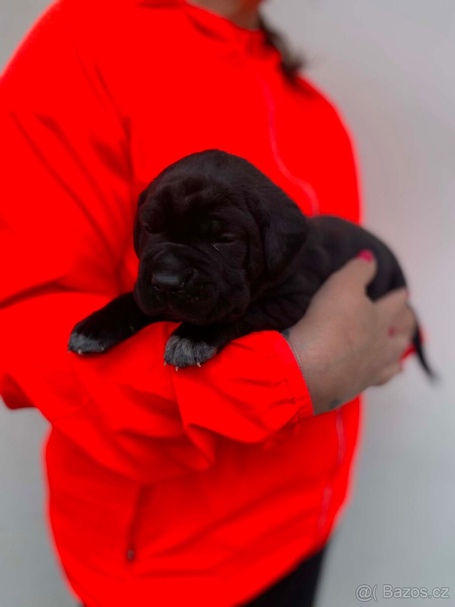 Štěňátka Cane Corso s PP - 4