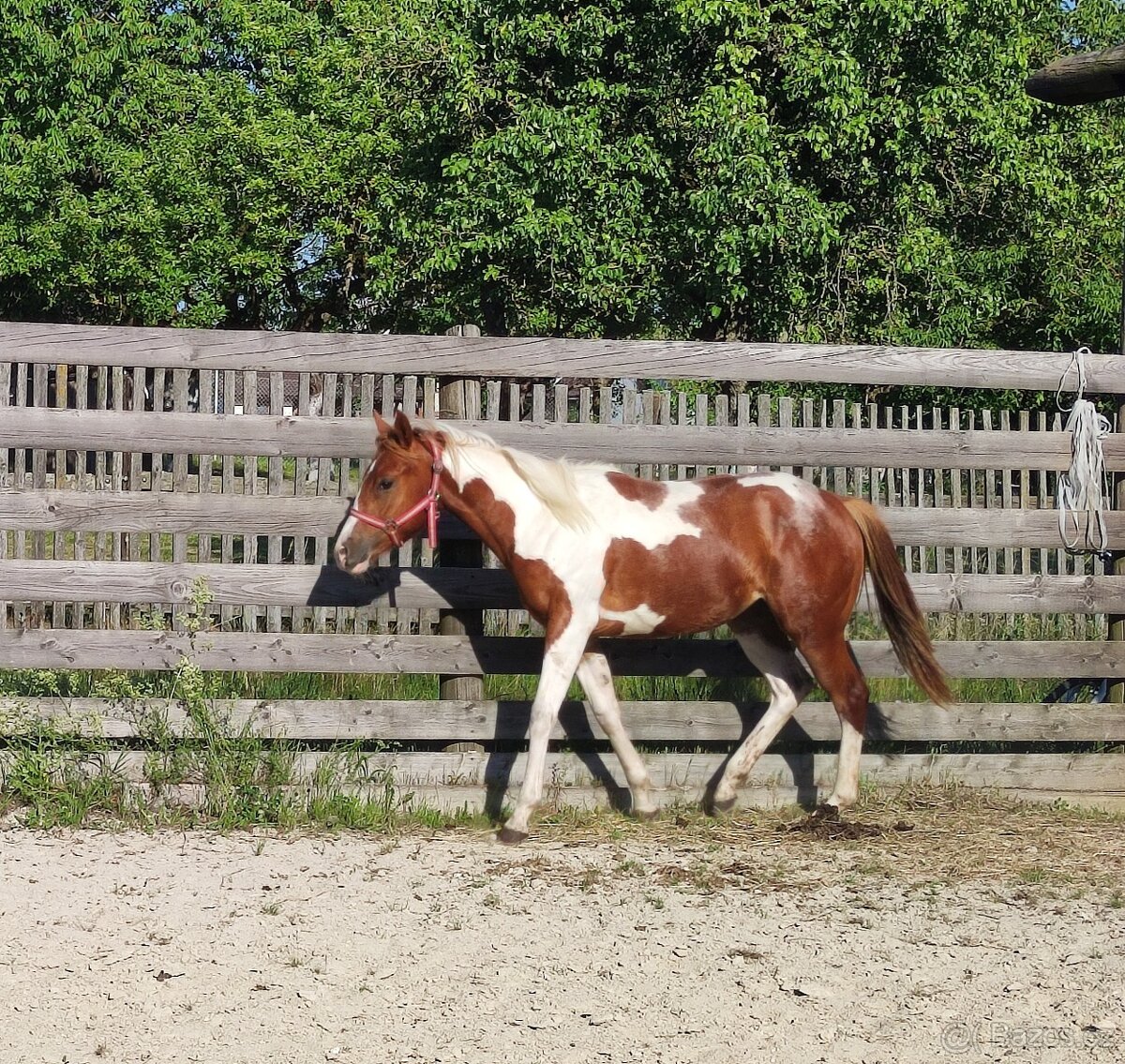 Paint klisna - 4