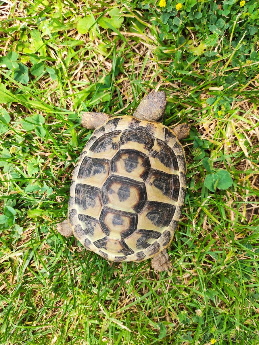 suchozemská želva zelenavá a vroubená, terárium - 4