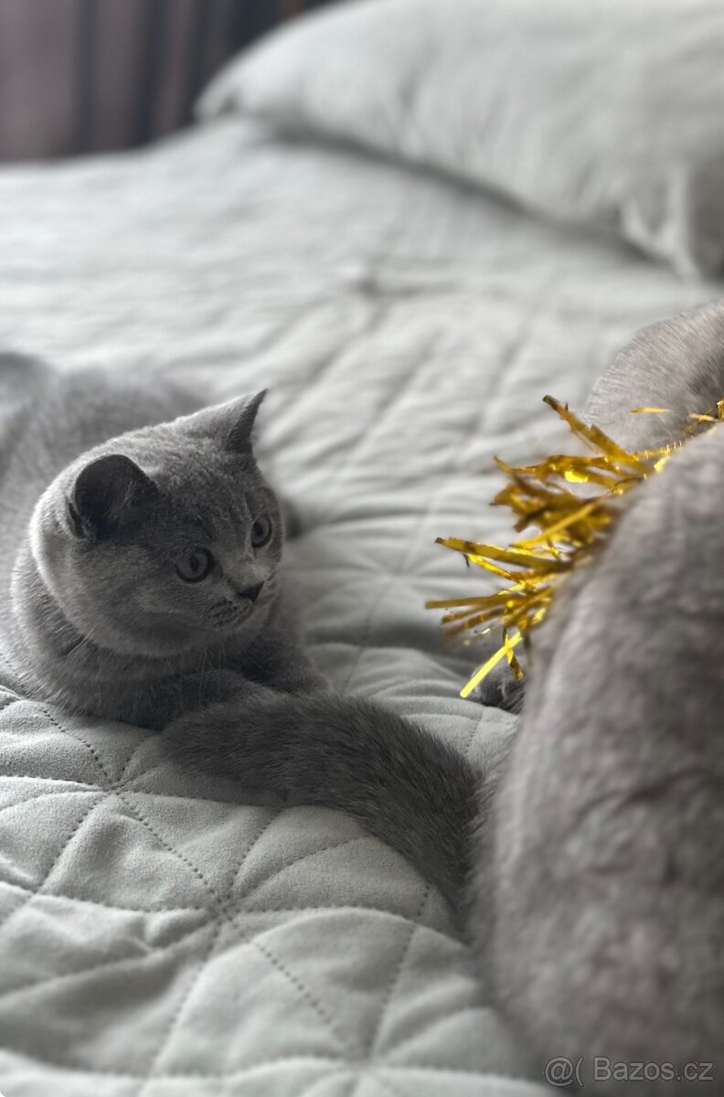 Britská modrá krátkosrstá kočka s PP - 4