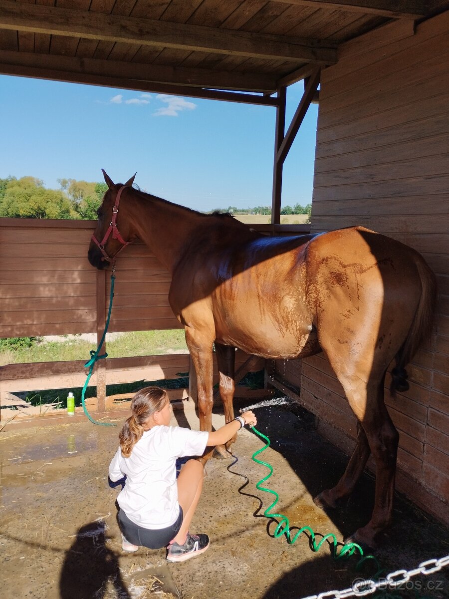 Pronájem koně - 4