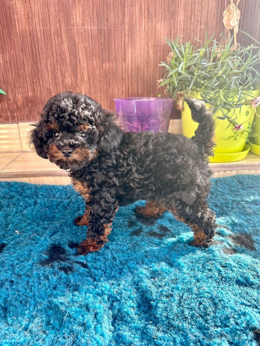 Neuvěřitelný toy pudl fantom P.P. FCI - 4