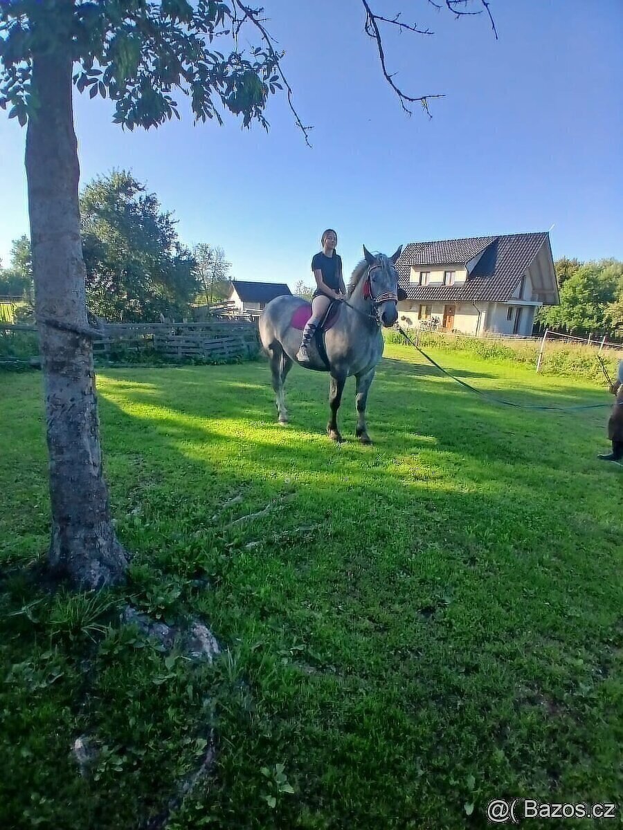 Prodám kobylu - 4
