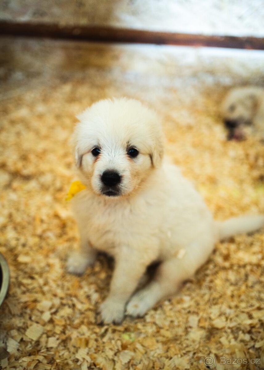 Slovenský čuvač - štěňátka s PP - 4