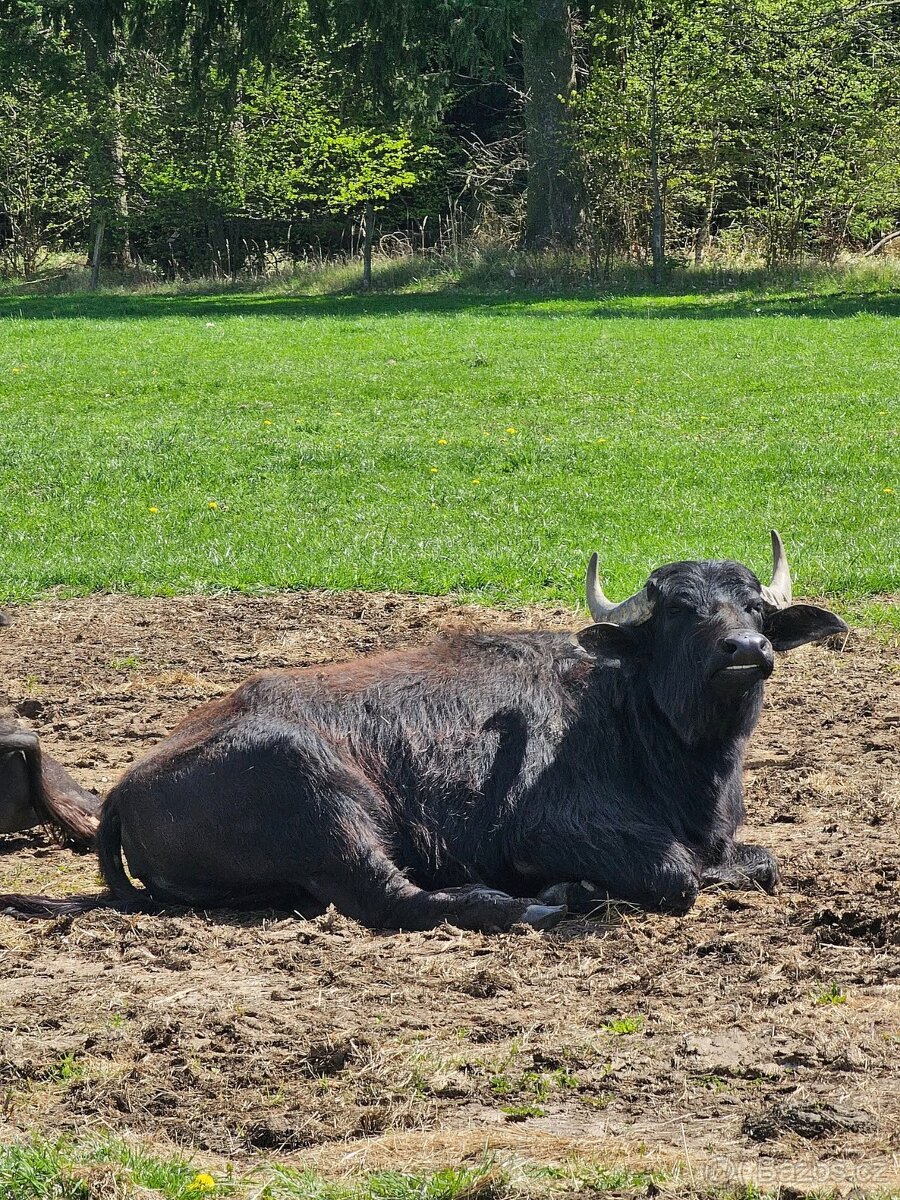 Buvol domácí (bahenní) - 4