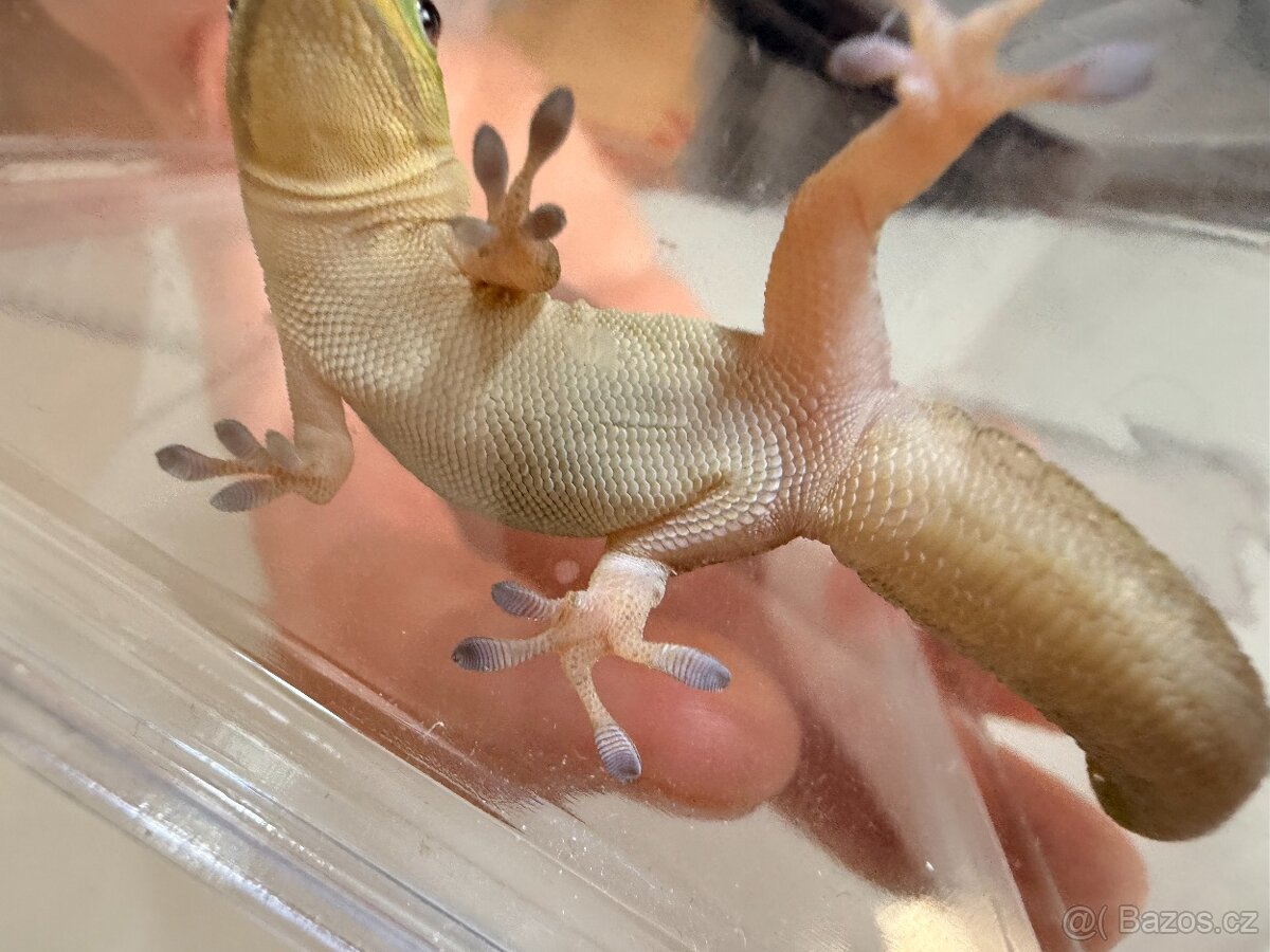 Felsuma zlatoocasá (Laticauda) 2 mláďata, samec a samice - 4
