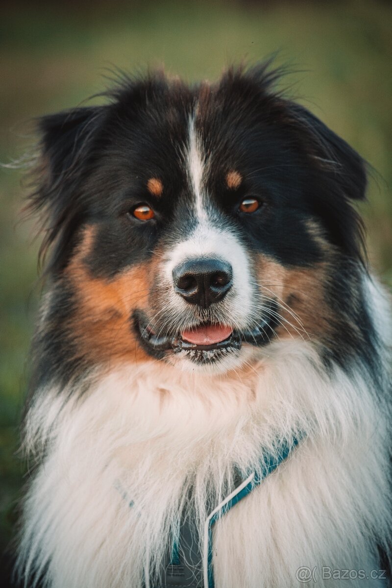 Krytí chovným psem- Australský ovčáka s PP - 4