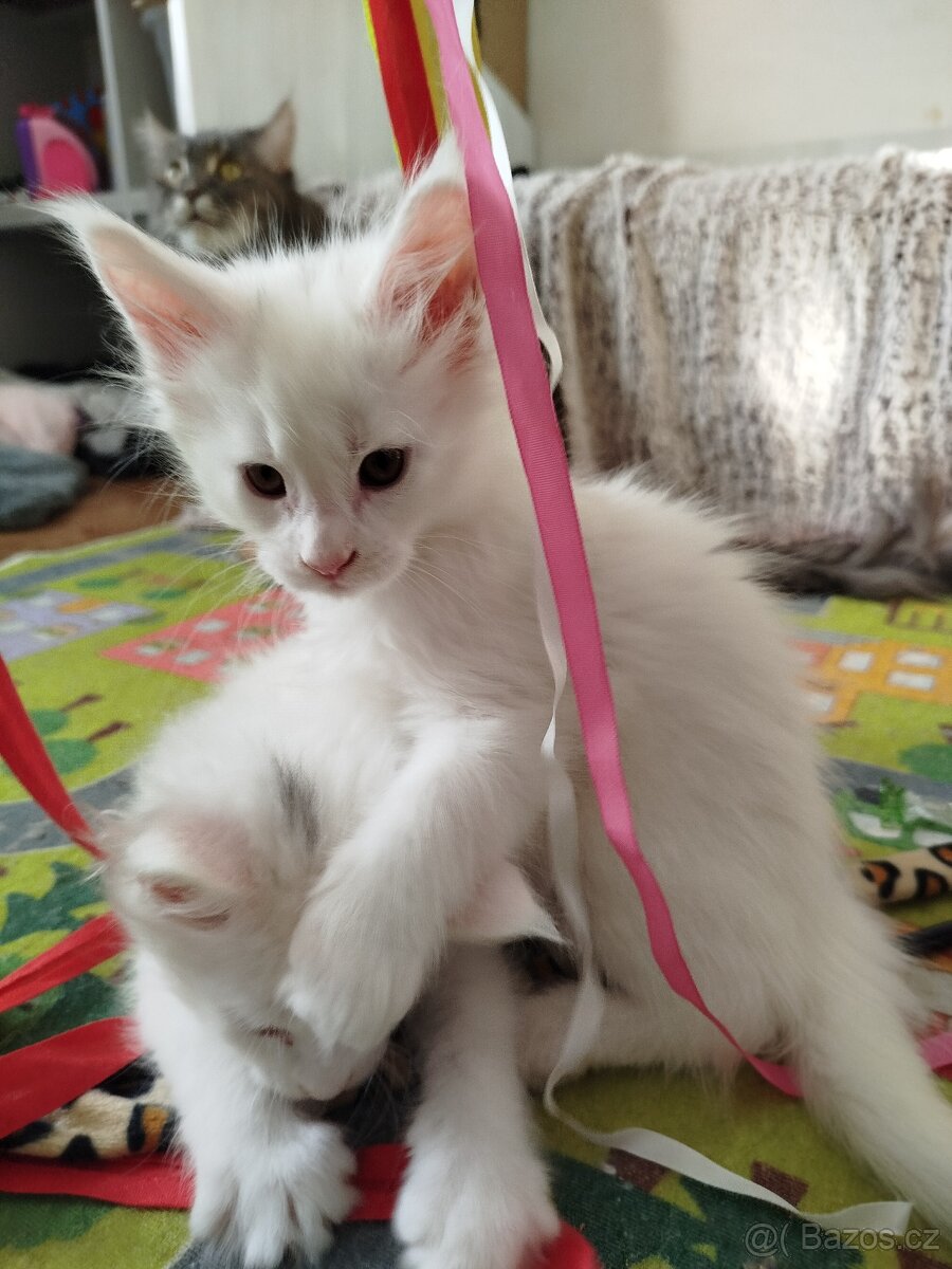 Mainská mývalí bez PP - 4