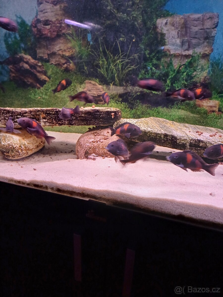 Tropheus Bulu Point - 4