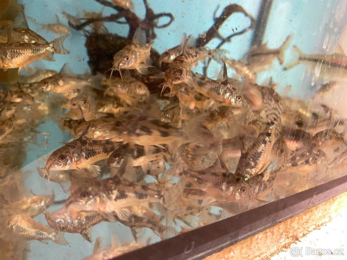 Pancéřníček skvrnitý - 4