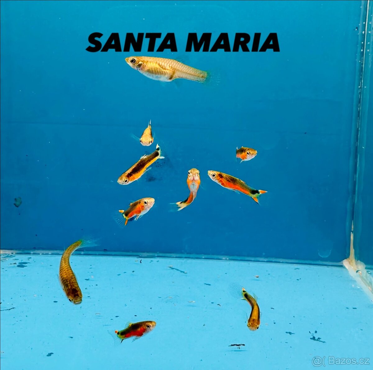 Endlerky čisté linie - 4