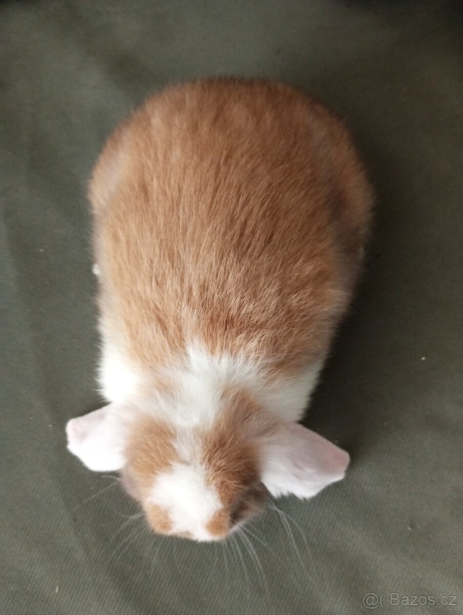 Zakrslý beránek králíček - 4