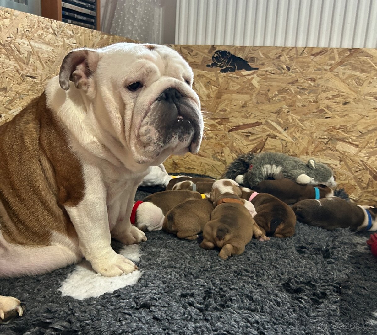 Anglický buldok s PP FCI - 4