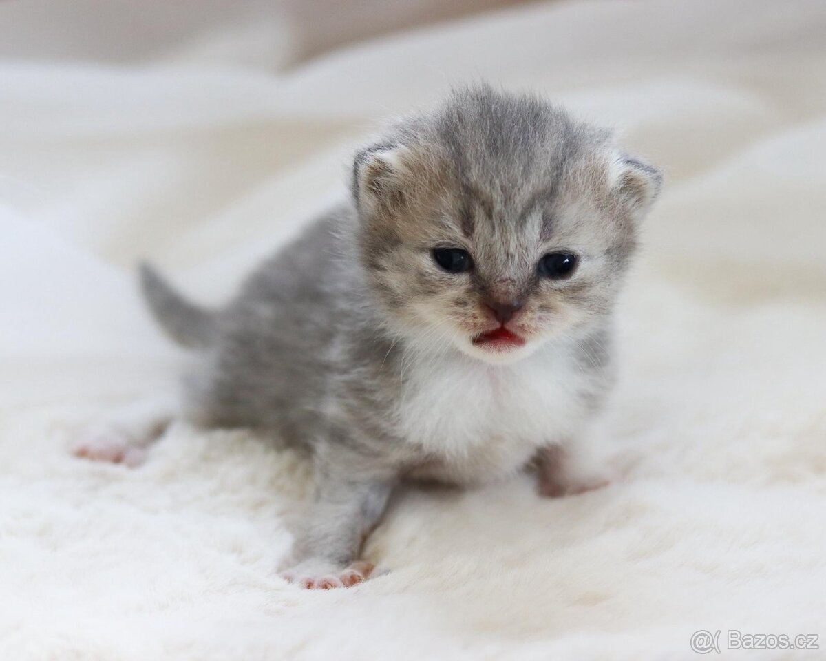 Britská koťátka s PP - 4