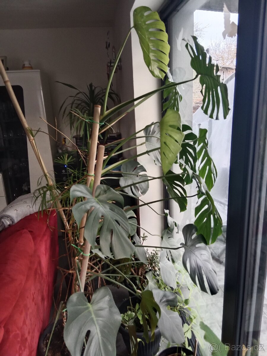 Monstera - 4
