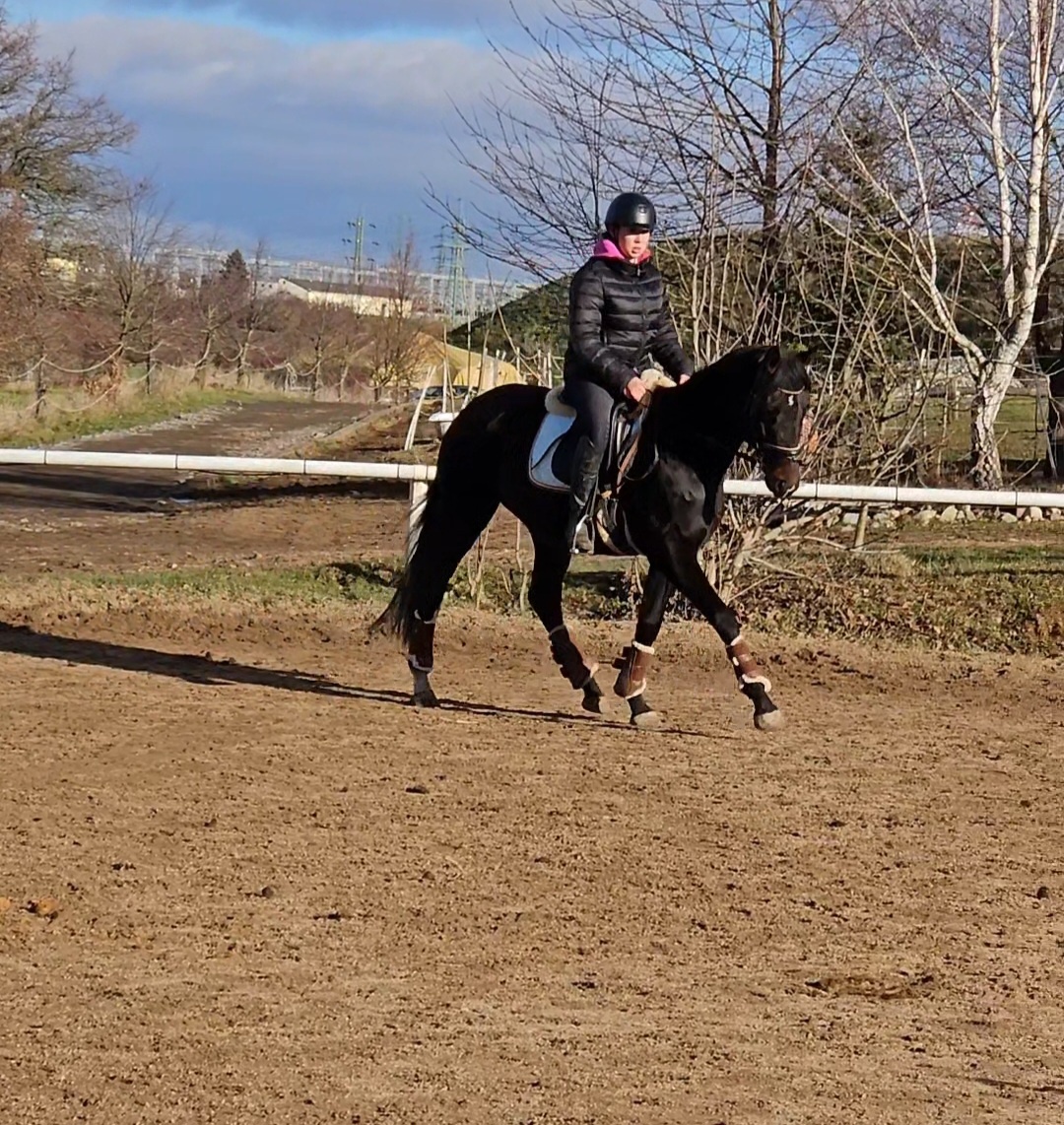 Krásný mladý dámský koník - 4