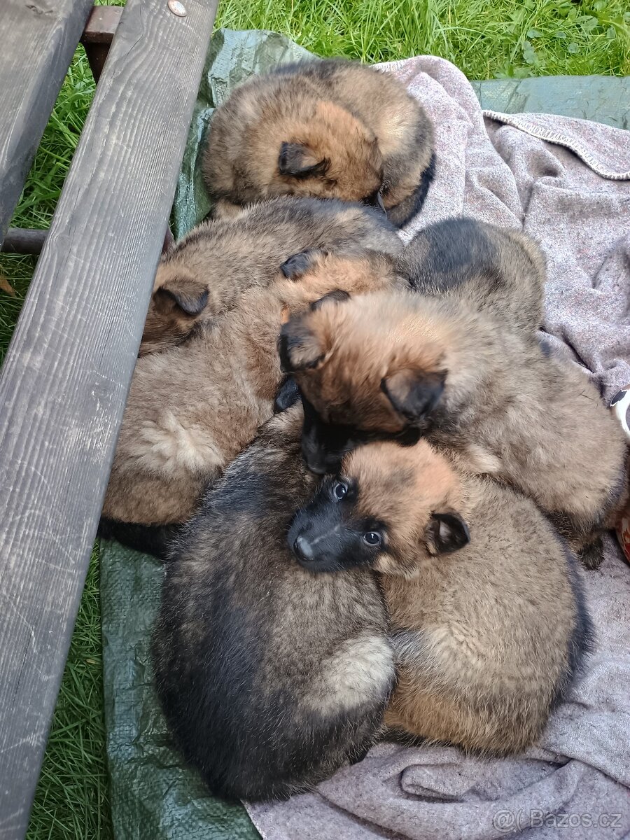 Šťěňata ovčáka NOxBO - 4