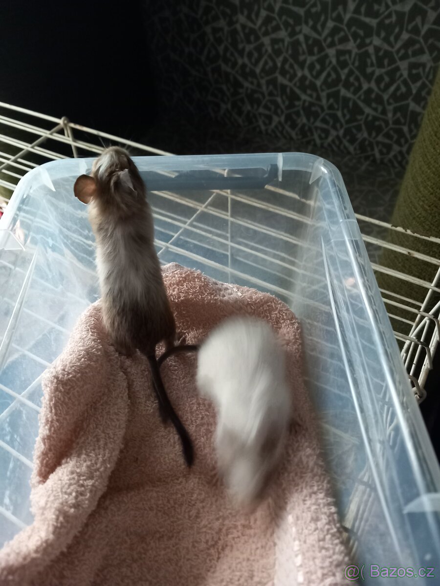 Osmák Degu - 4