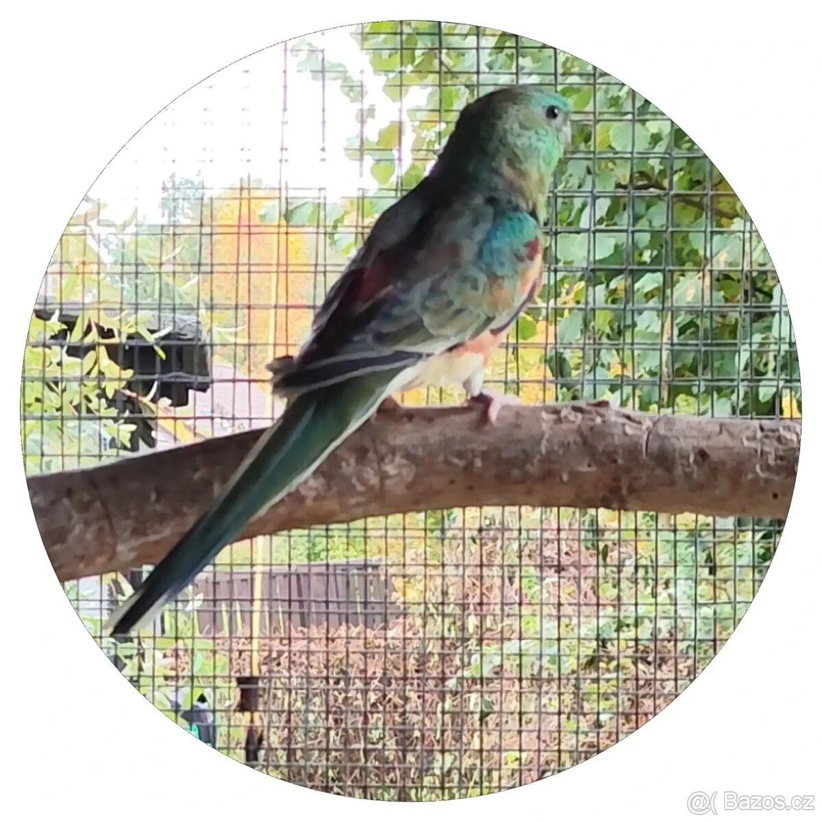 Papoušek zpěvavý - 4