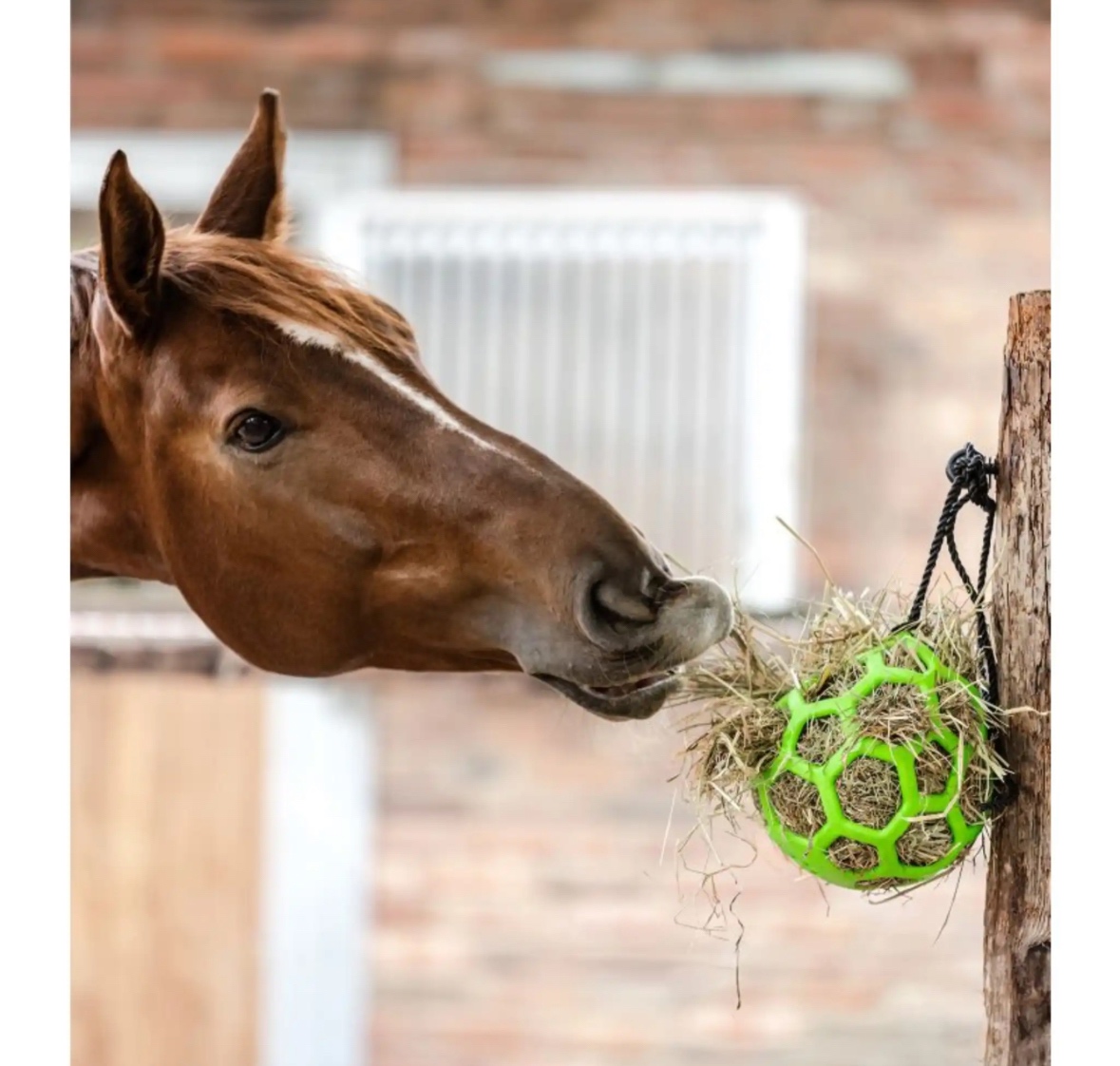 Míč na hraní/krmení Waldhausen - 4