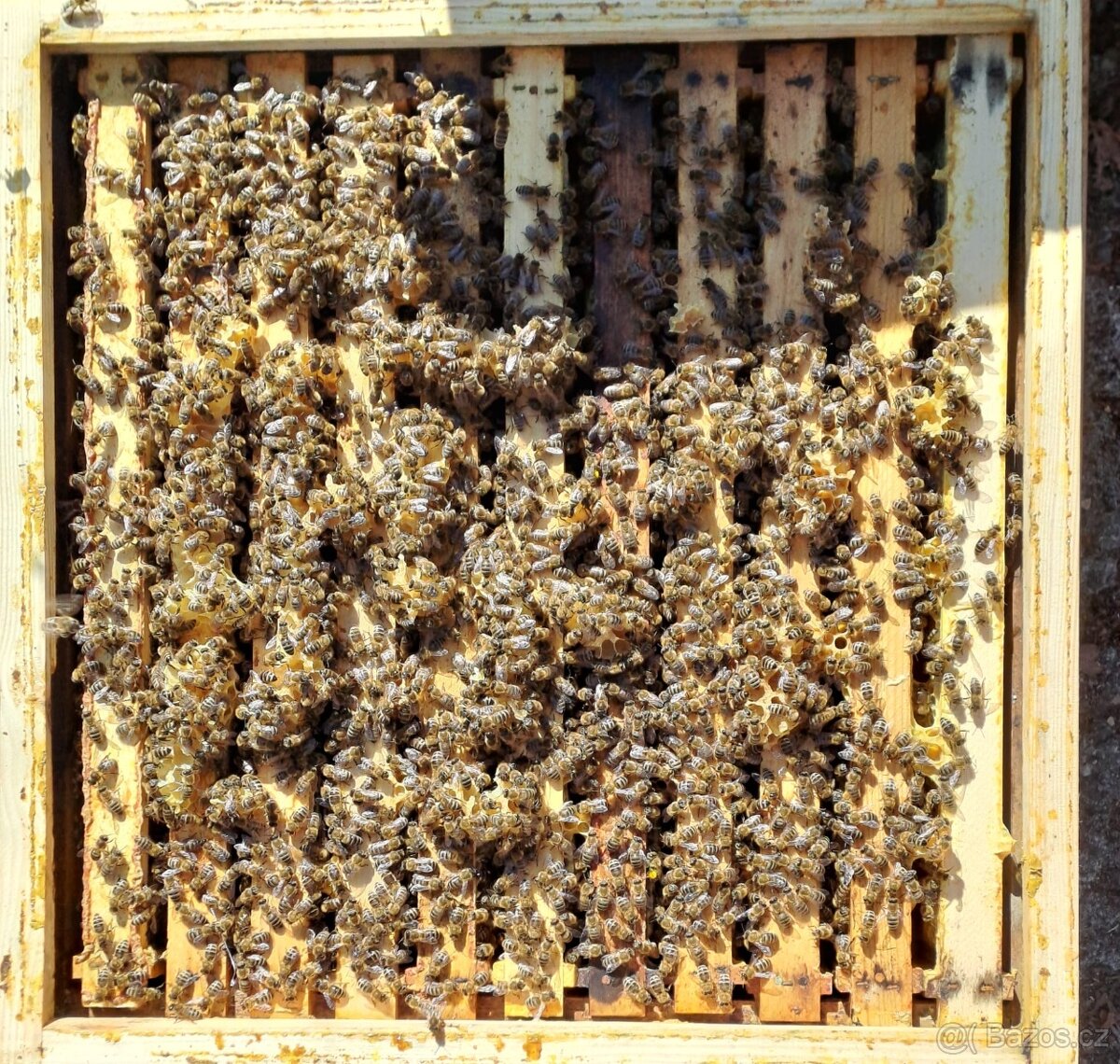 prodám vyzimovaná včelstva - 4