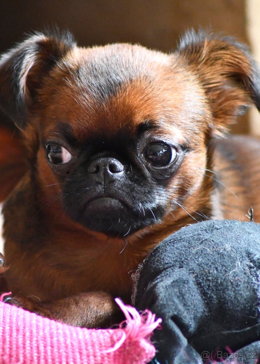 brabantík - štěně s pp - 4