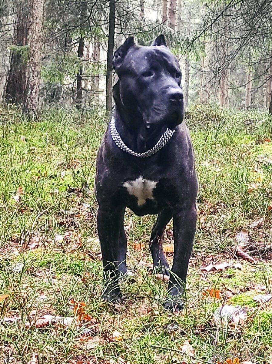Cane Corso - 4