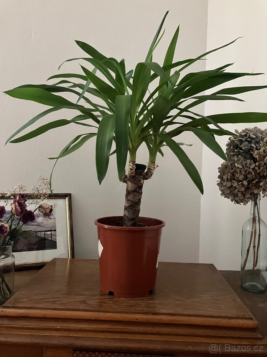 Juka 65cm vysoká - 4