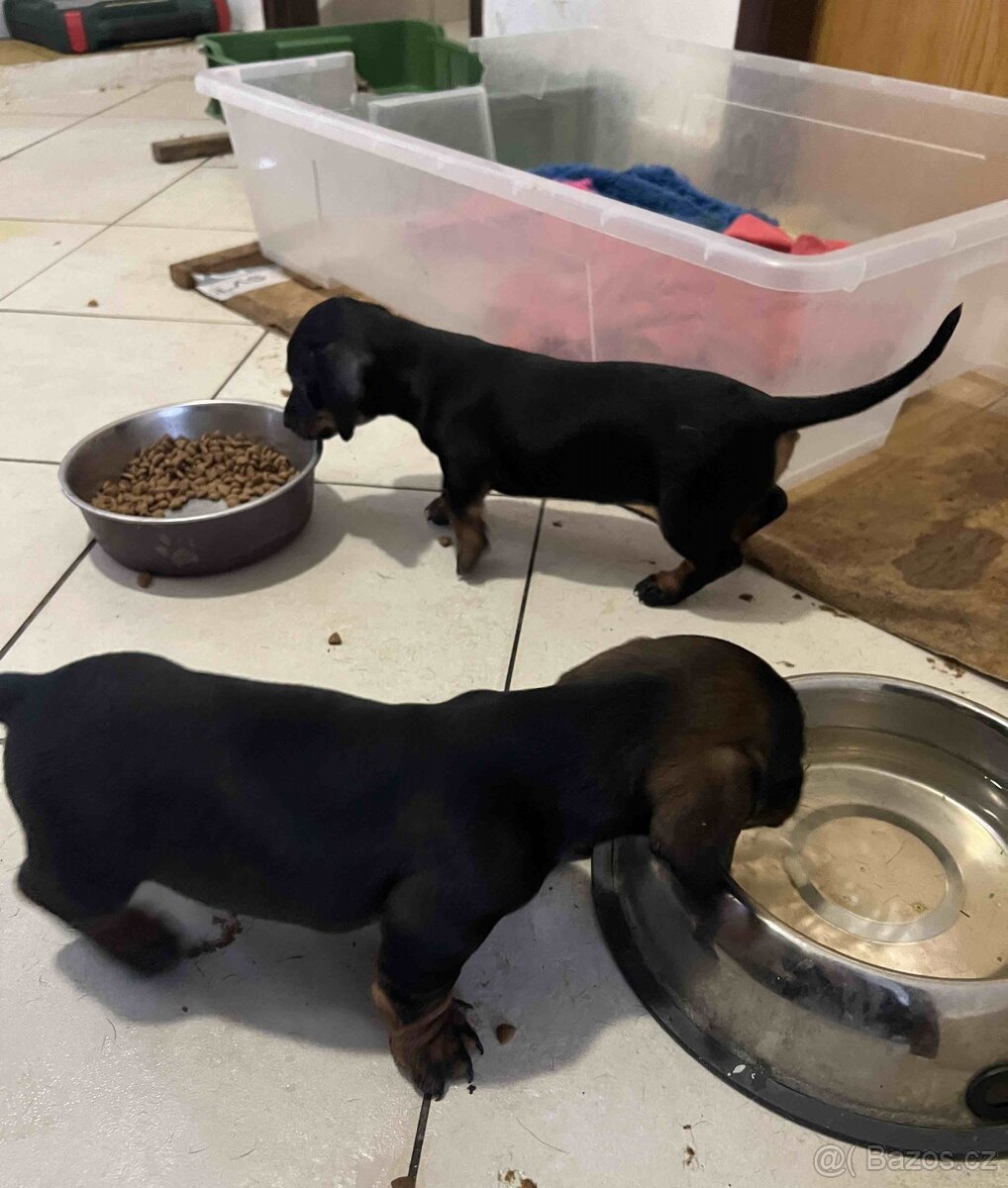 štěně jezevčík hladkosrstý standardní - 4