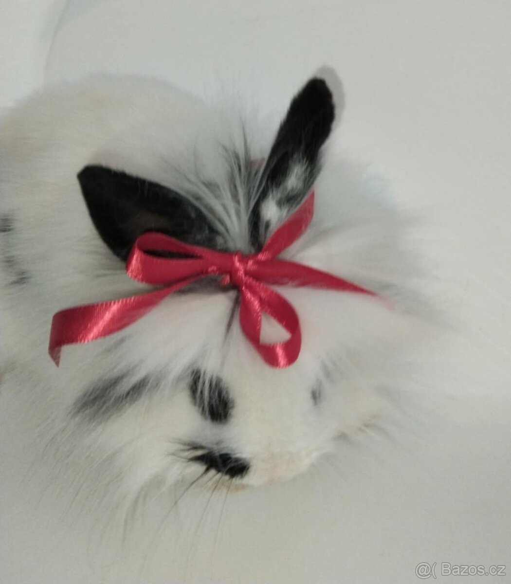 Zakrslý králíček bez PP samička Olivie - 4