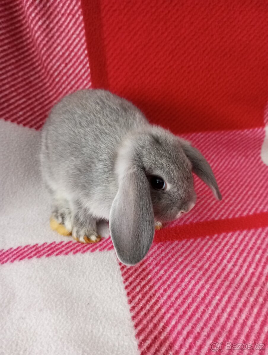 Zakrslý beránek králíček - 4