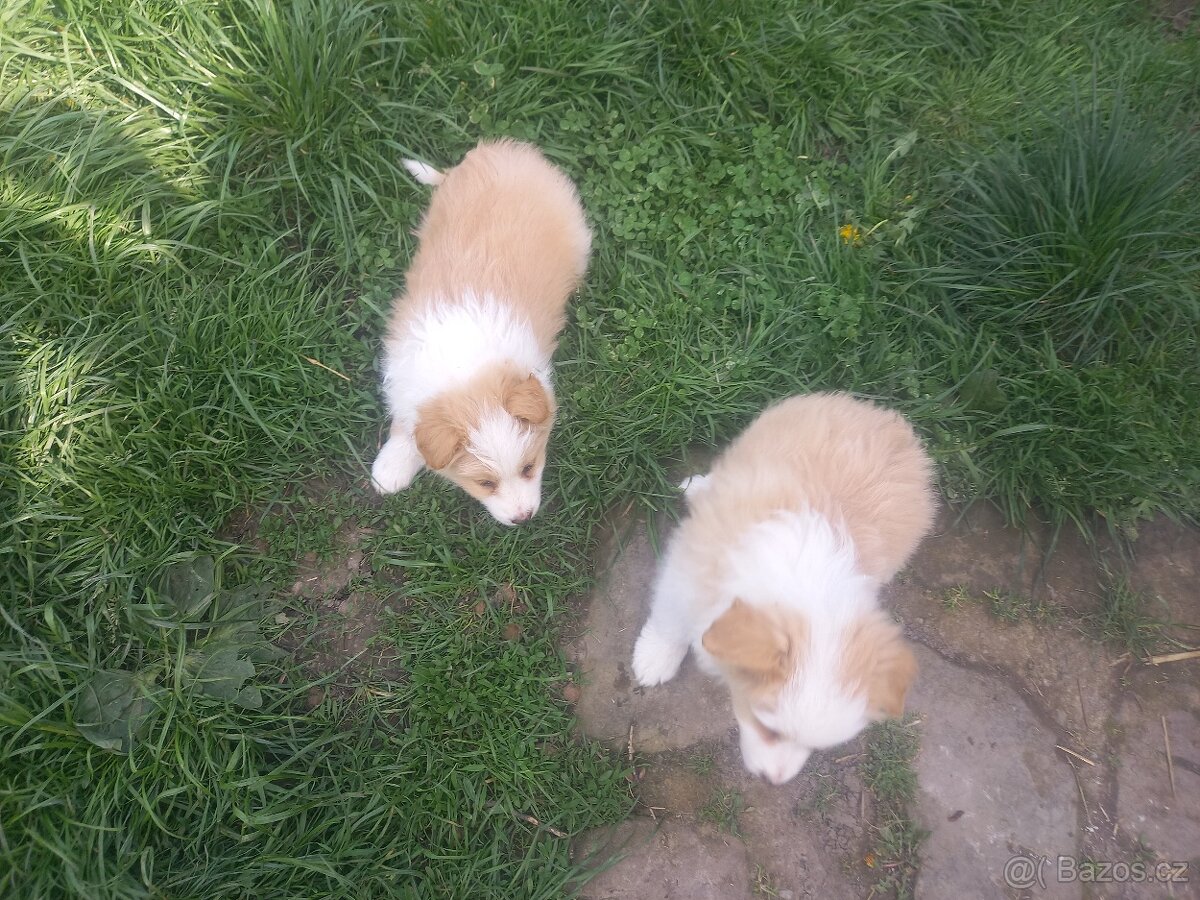 Border kolie - krytí pro feny s pp - 4