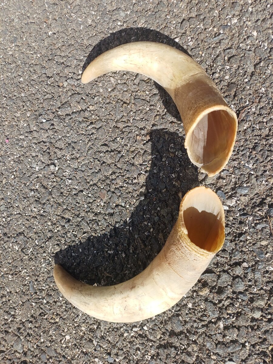 Rohy z byka na přilbu - 4